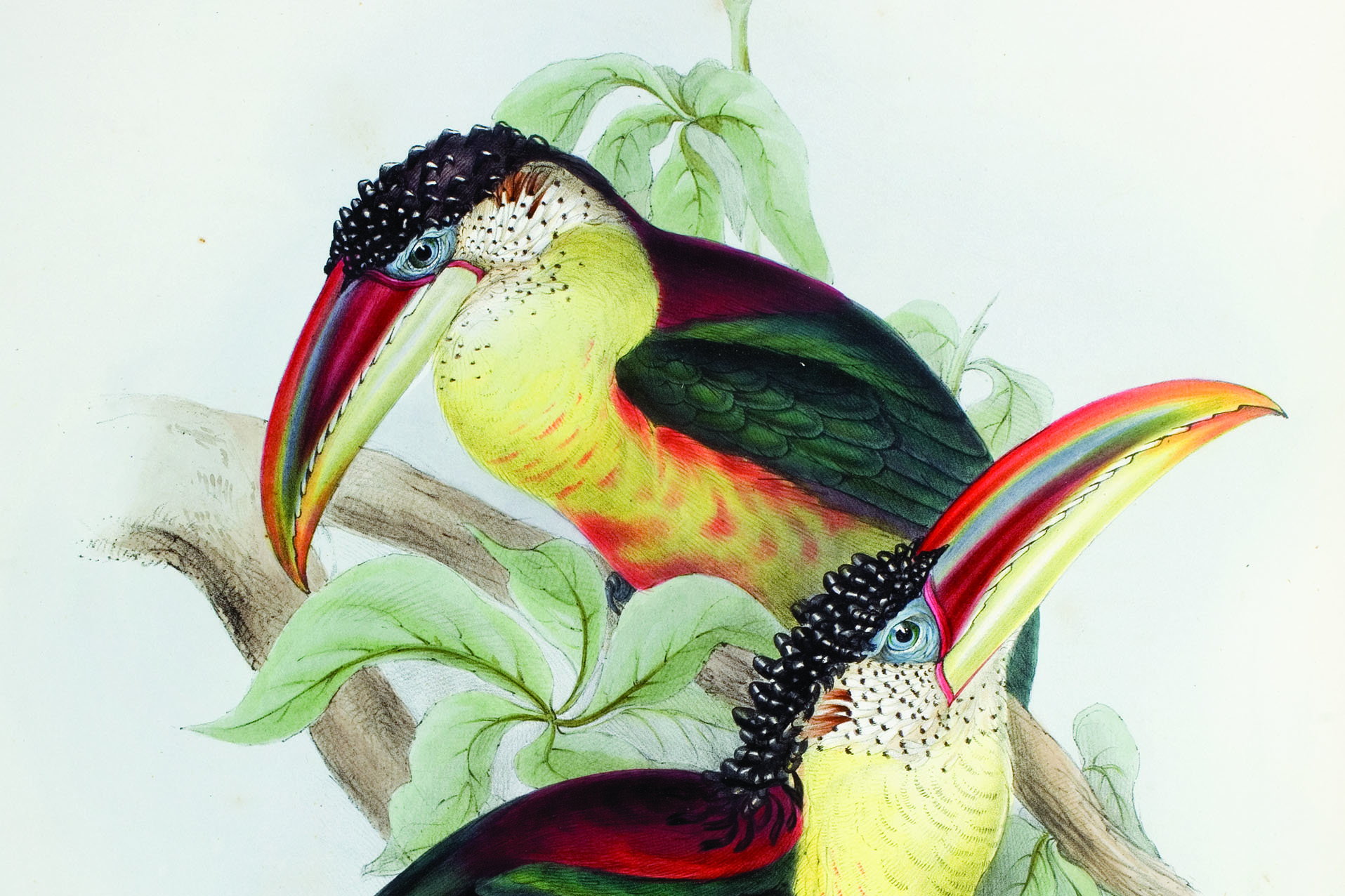 Gould Aracari