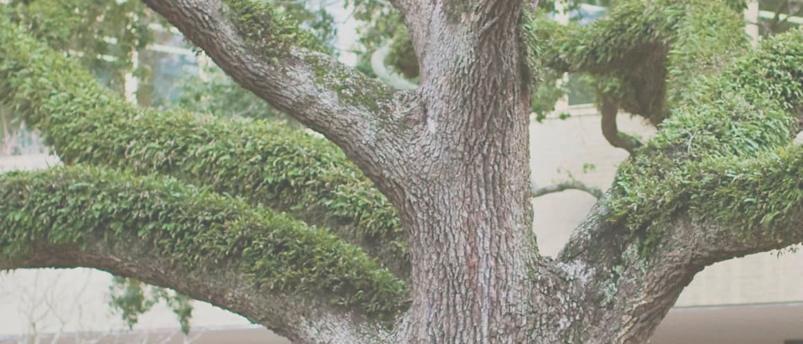 Oak tree outside library