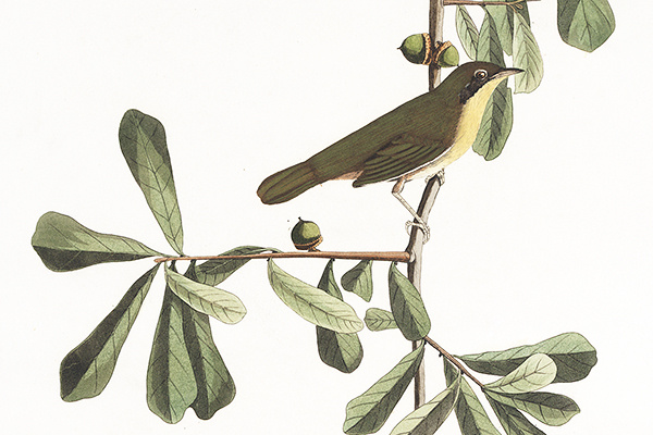 roscoesyellowthroat600w