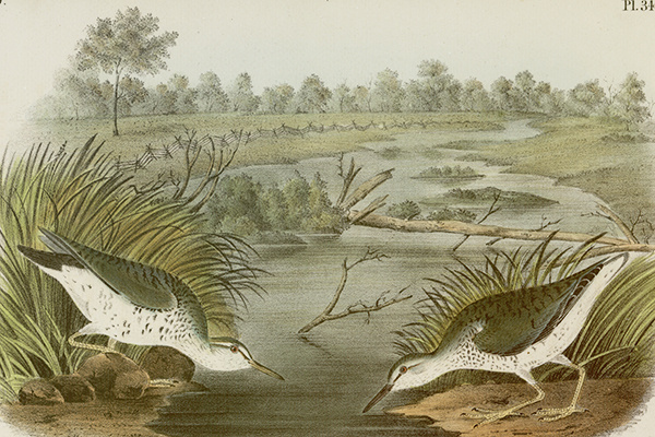 spottedsandpiper600w