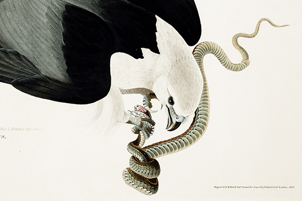 swallow-tailed_hawk600w_