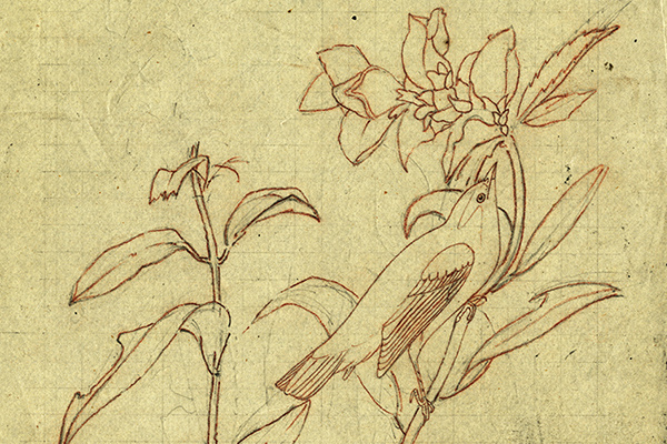 wilsonsflycatchingwarblerd