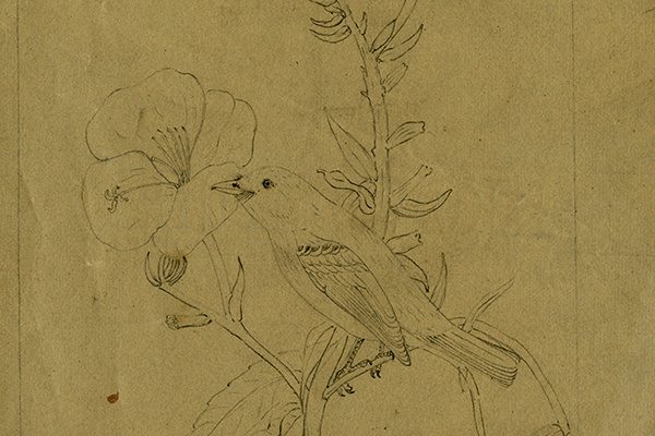 yellowbelliedflycatcherd_0